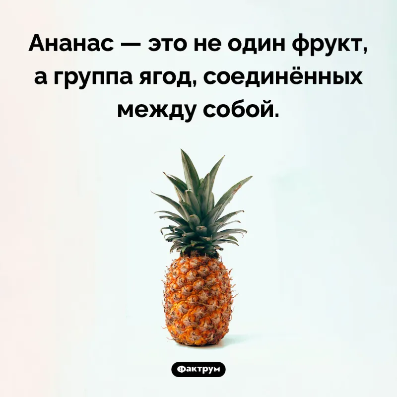 интересные факты